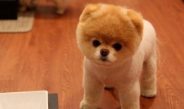 娱乐吃瓜酱抚慰犬