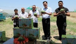 朱百万夫妇娱乐吃瓜酱