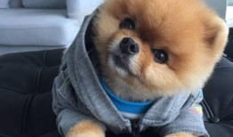 娱乐吃瓜酱抚慰犬