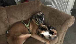 娱乐吃瓜酱抚慰犬