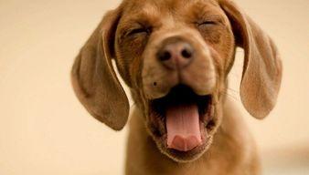 娱乐吃瓜酱狗狗拍照